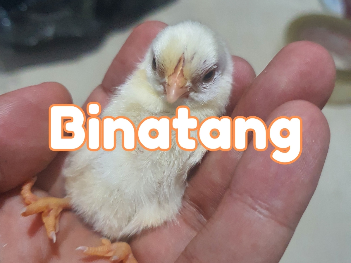 Binatang
